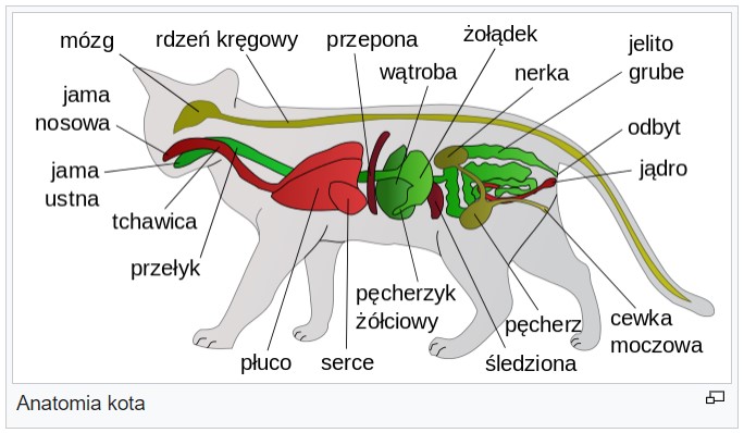 anatomia kota